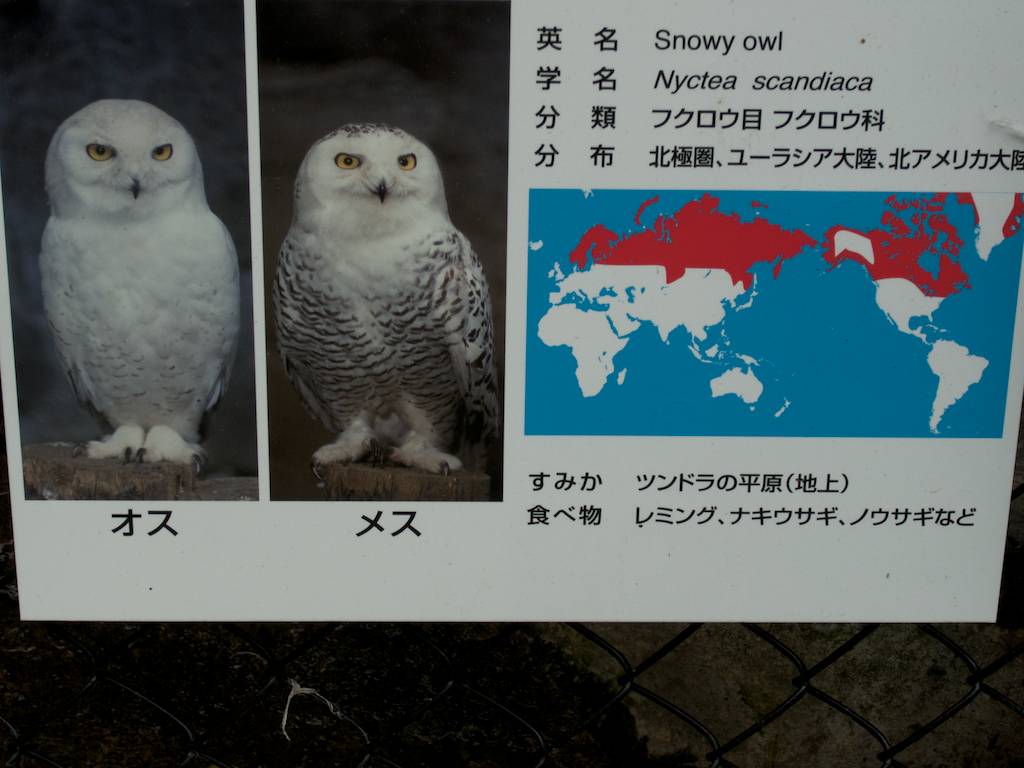 Snowy Owls from Northern Earth