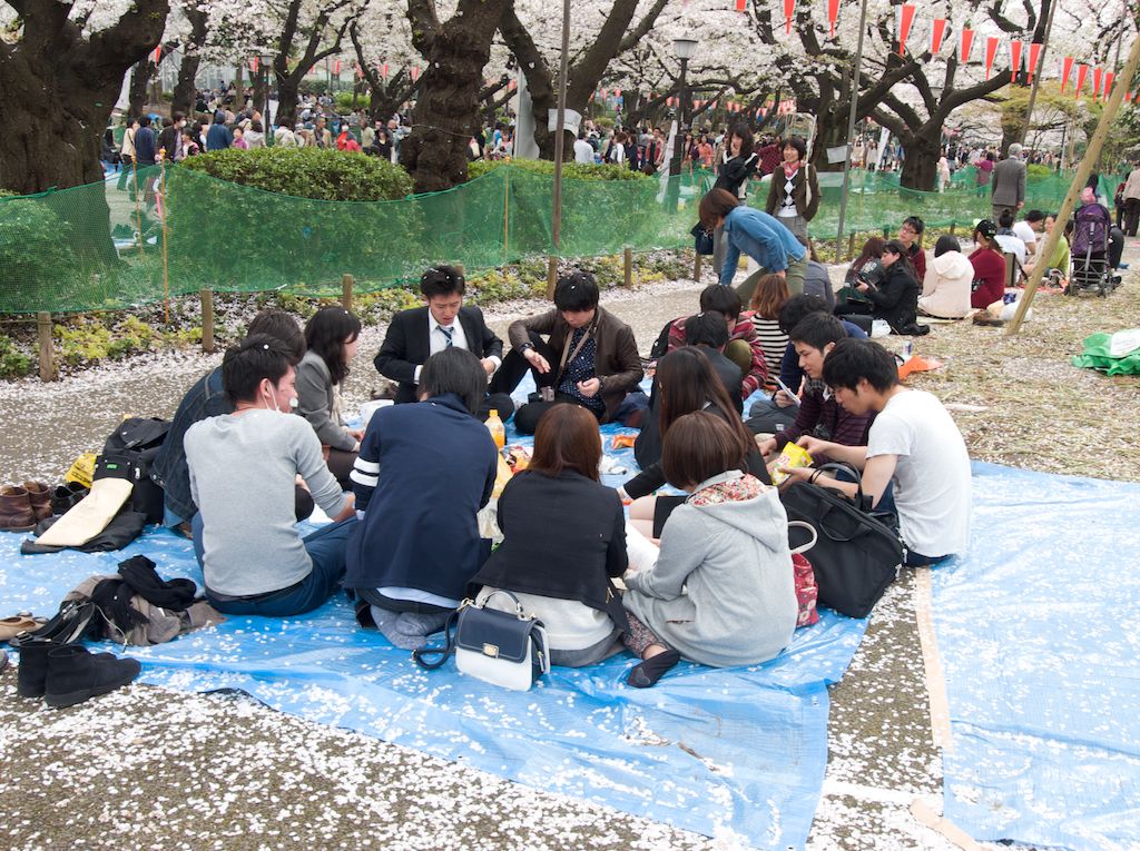 Coworker Hanami Party at Ueno Park