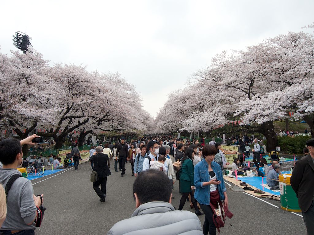 Crowds Under Cherry Blossoms at Ueno Park