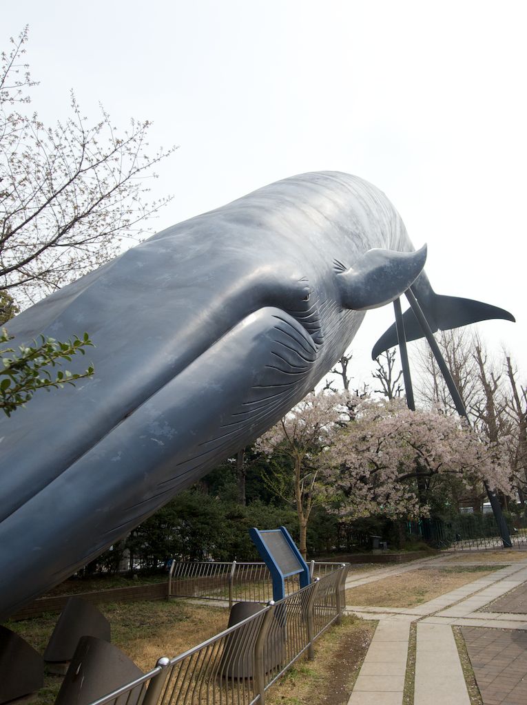 Life Size Blue Whale Statue at Ueno Park