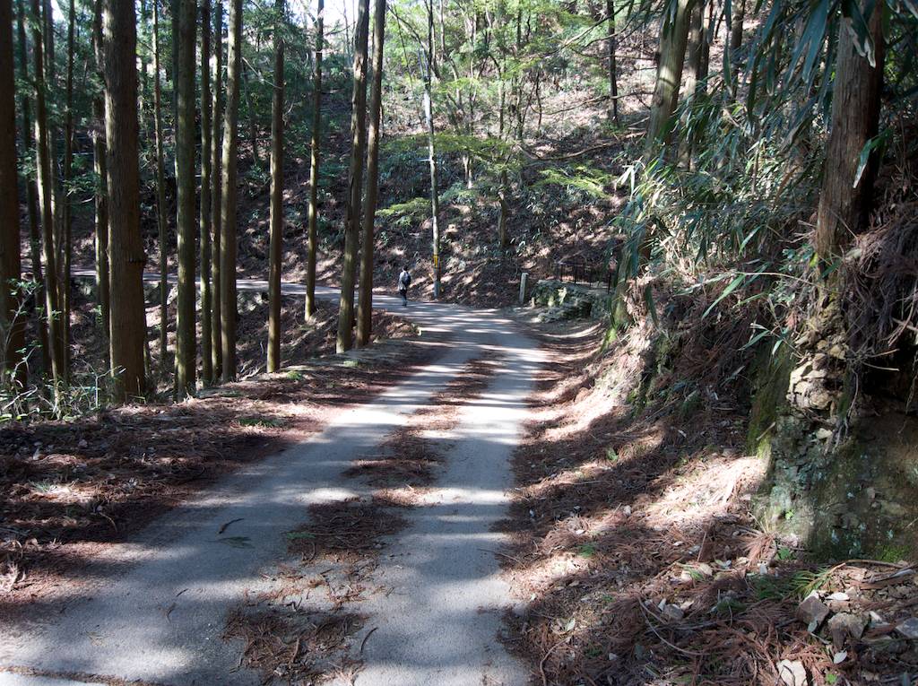 Walk Through the Forest at Yoshino-yama
