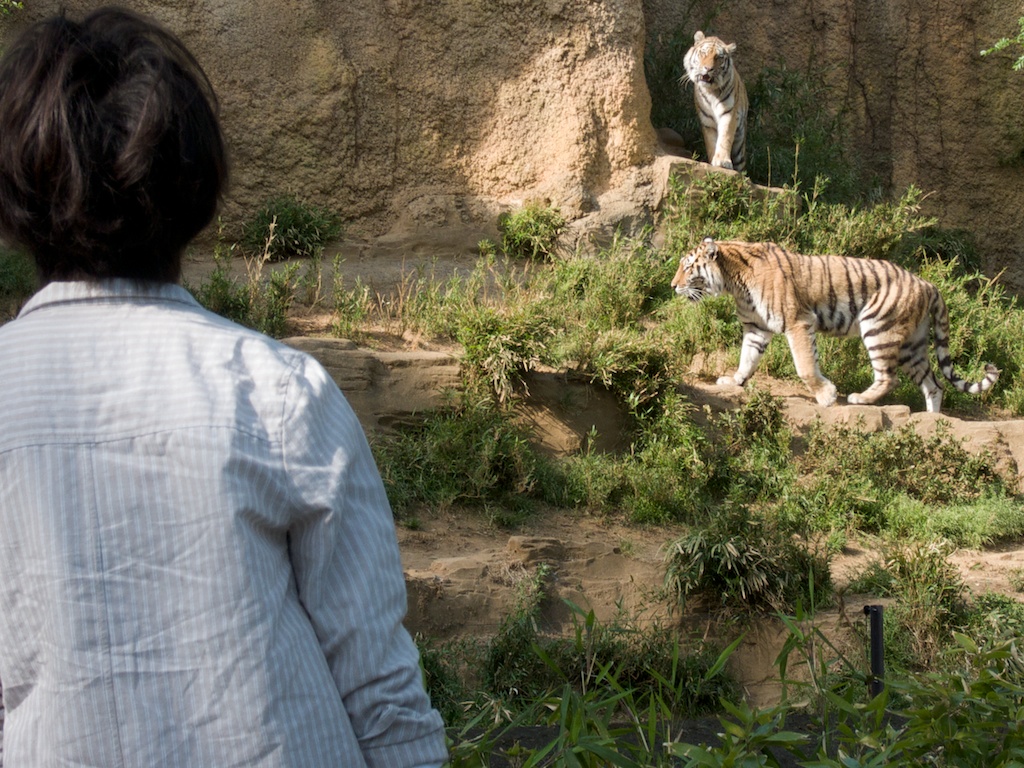 A Woman and Two Tigers at Tama Zoo, Tokyo, Japan
