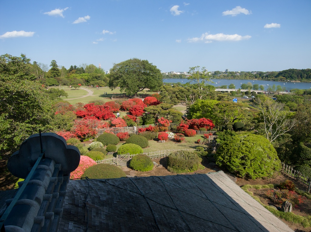 Azaleas in Kairakuen Garden Park in Mito Japan