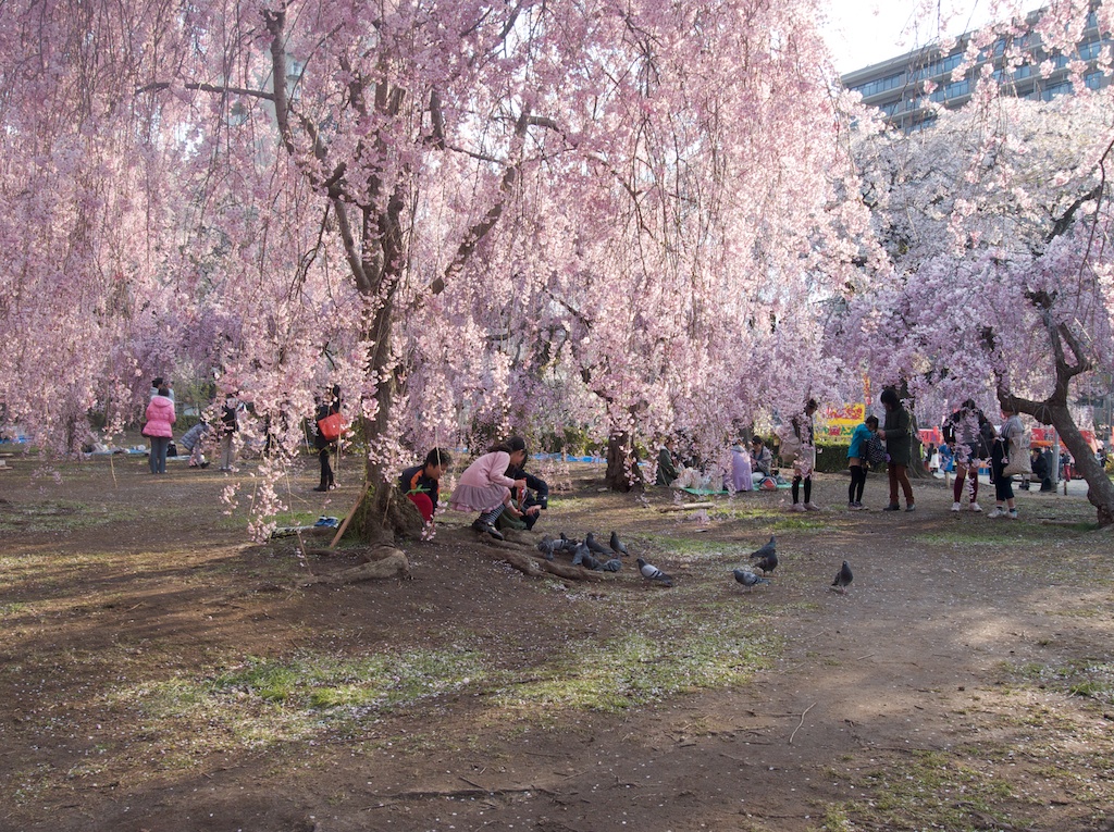 Full Bloom Weeping Cherry in Sendai