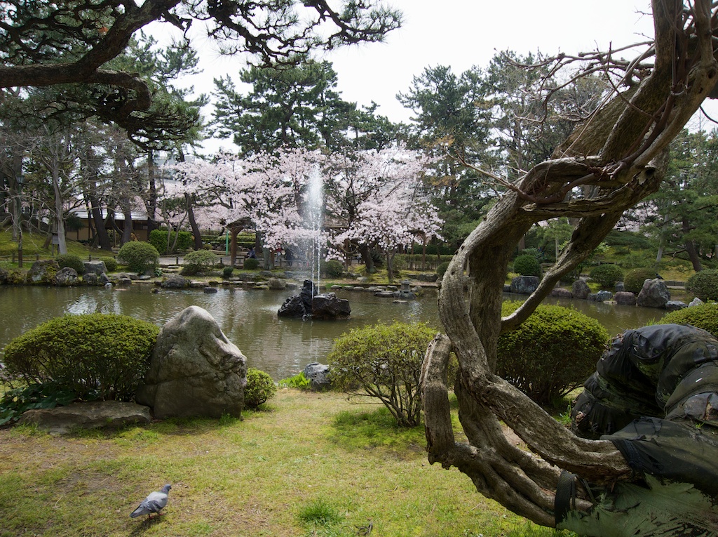 Hakusan Park Sakura in Niigata Japan