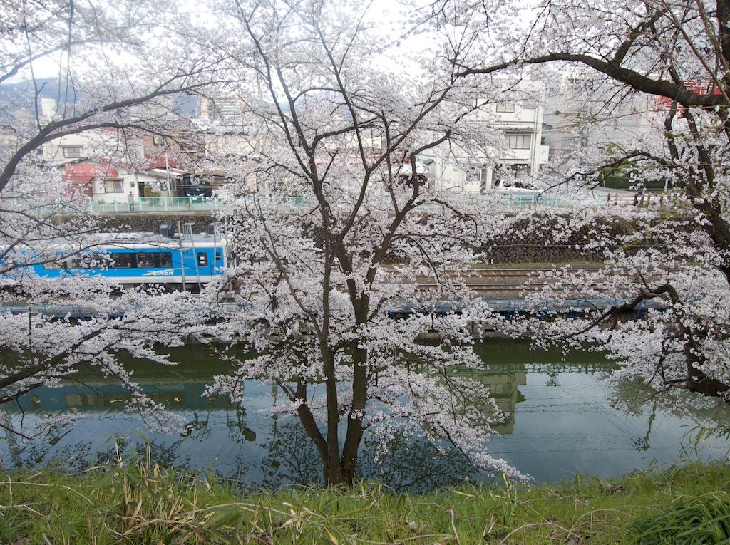 Sakura and Local Train in Yamagata City Japan