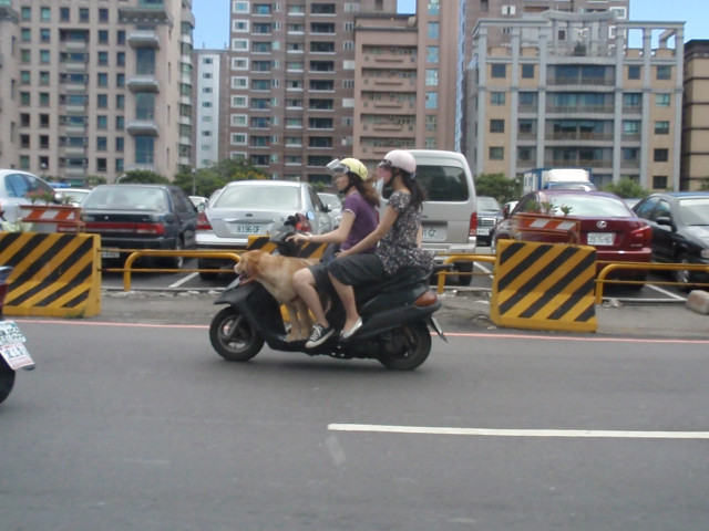 Girls and dog on Taiwan Scooter. Captured by Darrell Bock.