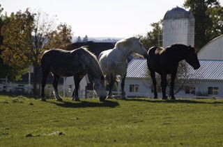 Amish Work Horses